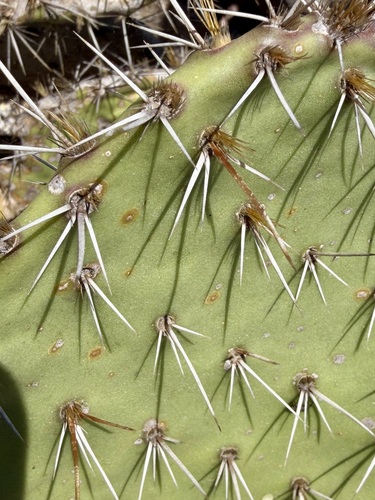 Opuntia littoralis, photograph 3
