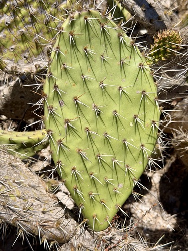 Opuntia littoralis, photograph 5