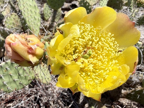 Opuntia littoralis, photograph 4