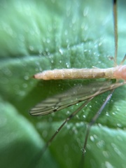 Limonia nigropunctata