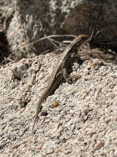 iNaturalist observation photo of Common Sagebrush Lizard