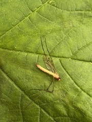 Limonia nigropunctata