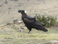 Corvus crassirostris