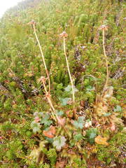 Tephroseris newcombei