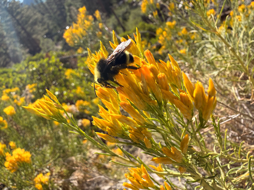 iNaturalist observation photo of Yellow-faced Bumble Bee
