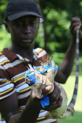 Iguana iguana insularis