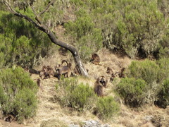 Theropithecus gelada