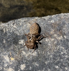 Melligomphus guangdongensis