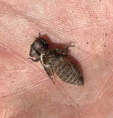 Melligomphus guangdongensis