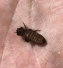 Melligomphus guangdongensis