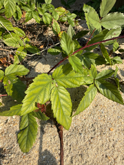 Rubus trivialis, photograph (c) Brandon Corder, some rights reserved (CC BY)