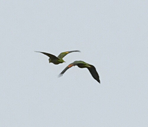 Orange-winged Amazon