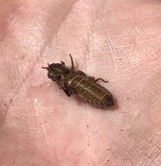 Melligomphus guangdongensis