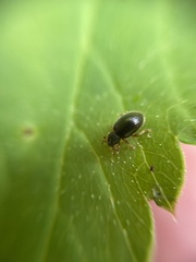 Barypeithes pellucidus