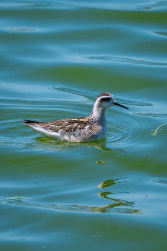 iNaturalist observation photo of Red-necked Phalarope