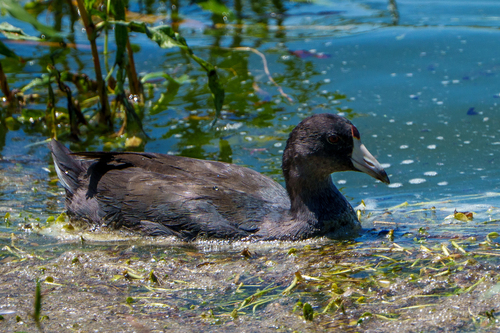 iNaturalist observation photo of American Coot