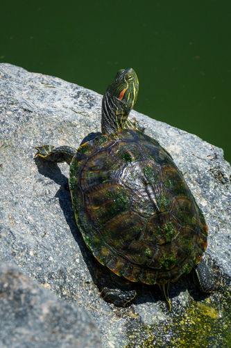 iNaturalist observation photo of Pond Slider
