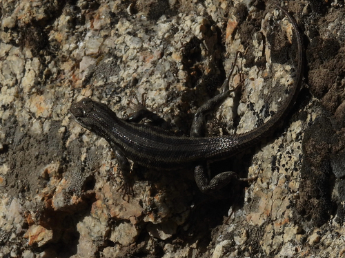 iNaturalist observation photo of Common Sagebrush Lizard