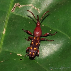Arrhenodini