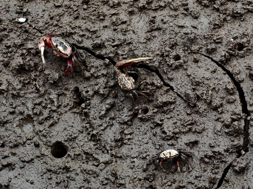 Bowed Fiddler Crab