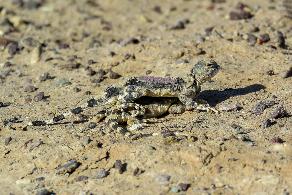 Gray Toadhead Agama
