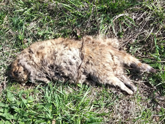 Margarinotus brunneus