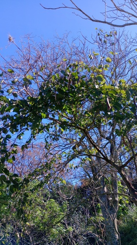 Bauhinia forficata, photograph 2