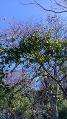 Bauhinia forficata, photograph (c) Joaquín Krasuk, some rights reserved (CC BY)