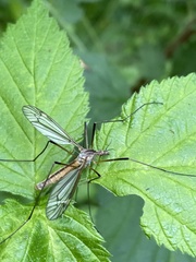 Tipula vernalis