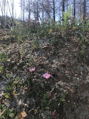 Rosa spithamea