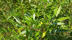 Salix ligulifolia