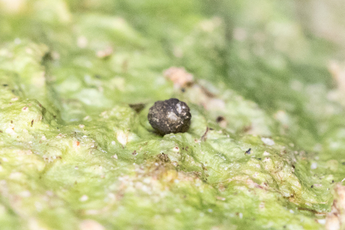 Pupisoma observed 2026-08-22