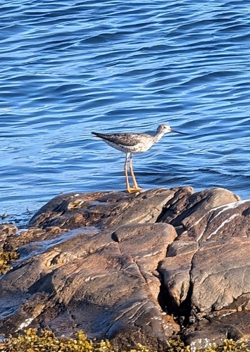 Greater Yellowlegs