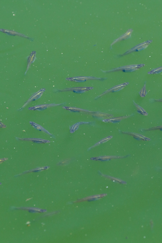 iNaturalist observation photo of Western Mosquitofish