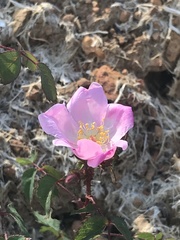 Rosa spithamea