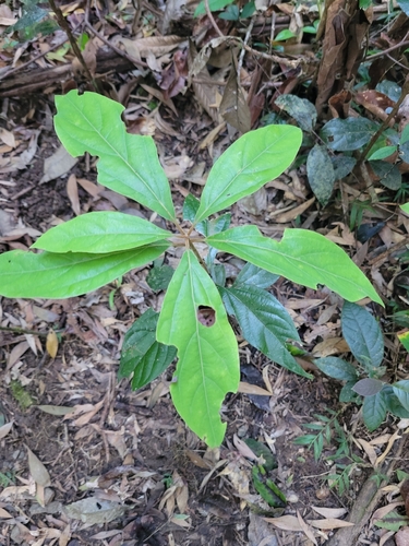 Neolitsea dealbata observed 2026-08-22