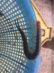 Scolopendra heros