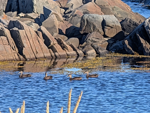 American Black Duck