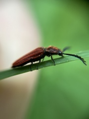 Anostirus purpureus