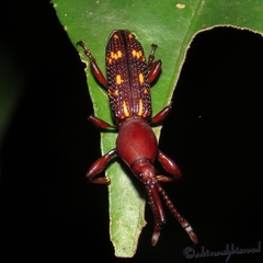 Arrhenodini