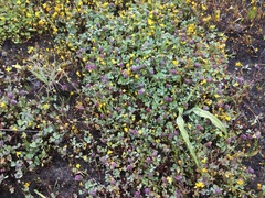 Trifolium dichotomum