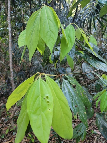 Neolitsea dealbata observed 2026-08-22