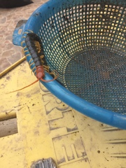 Scolopendra heros