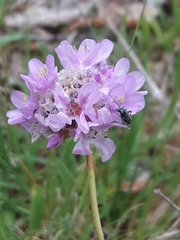 Armeria maritima elongata