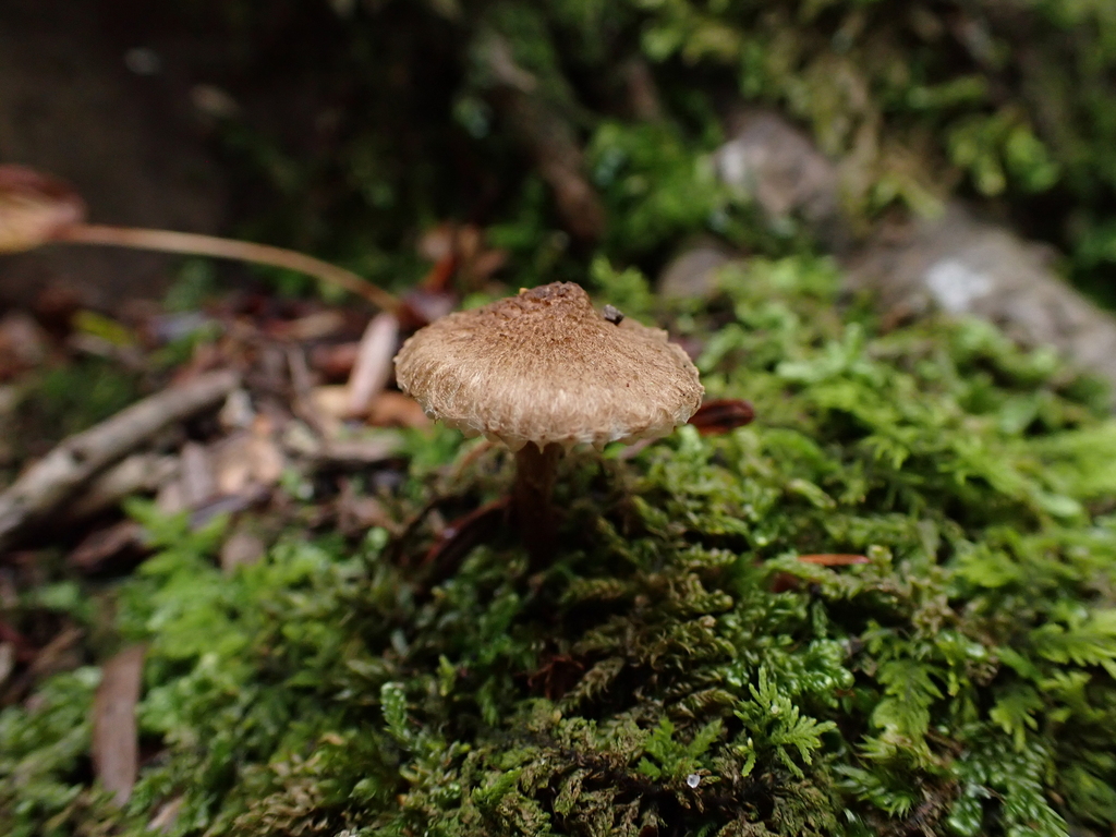 Inocybe lanuginosa · August 2026 · photo: Photo: no rights reserved · iNaturalist