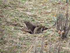 Arvicanthis abyssinicus