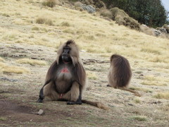Theropithecus gelada