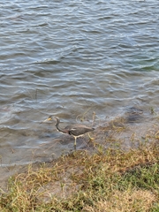 Egretta tricolor