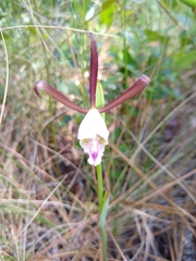 Cleistesiopsis oricamporum