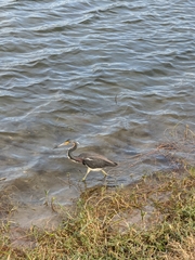 Egretta tricolor